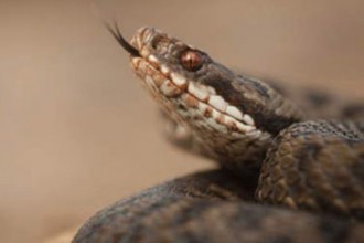 Côte d'Ivoire : Un serpent disperse un groupe de prières ! 
